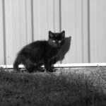 Principe de fonctionnement d’une fosse septique 2 chaton dans le jardin