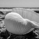 Les coquillages les plus chers au monde 2 sable et coquillages