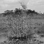 Top 3 des parcs nationaux à visiter en Floride 2